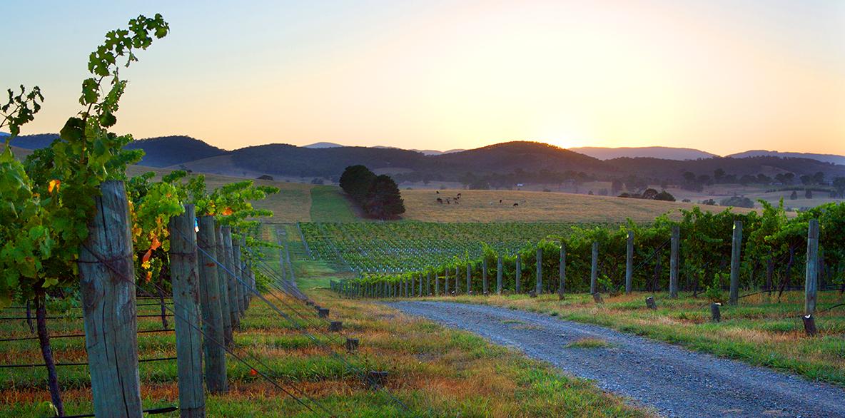 Mandala Vineyard-Sunset